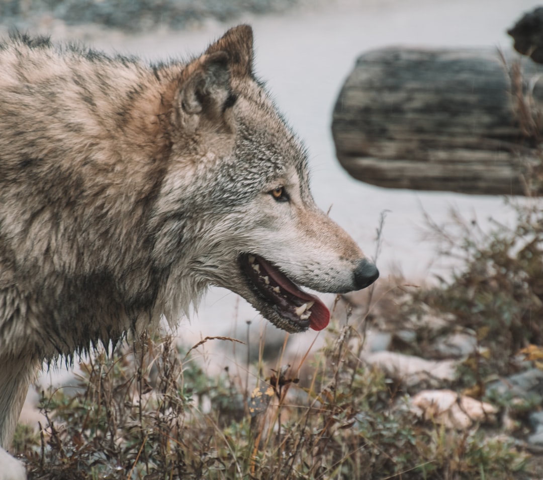 Steeds meer wolven in Nederland: waar leven ze en hoe herken je hun sporen?
